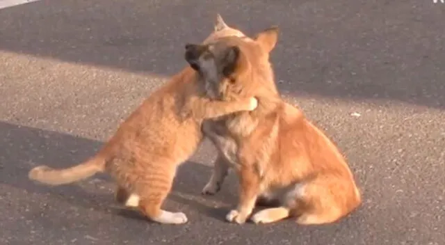 Los animales fueron abandonados juntos en un edificio de China