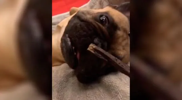 Perrito causó furor en las redes sociales por su peculiar comportamiento