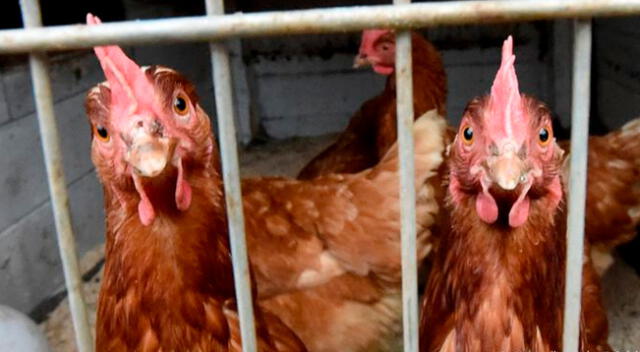 Sacrificarán 25 000 pollos tras brote de gripe aviar en una granja de Dinamarca