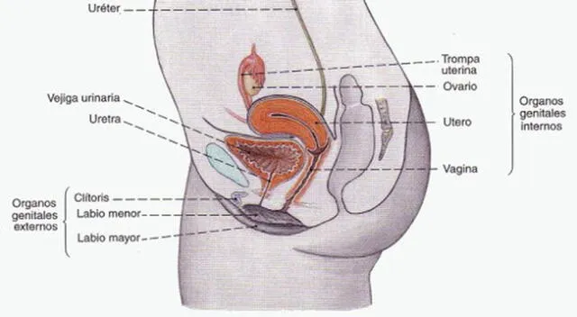 Aparato reproductor femenino.