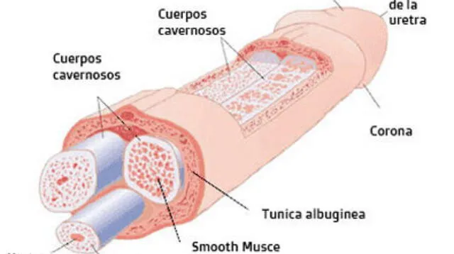 El pene es un órgano del aparto reproductor masculino.