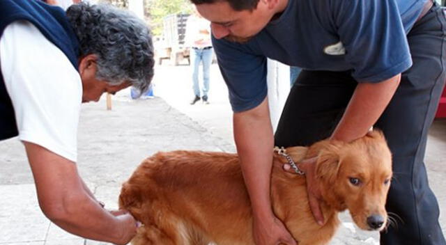 Reportan nuevos casos de rabia canina en Arequipa. Foto referencial.