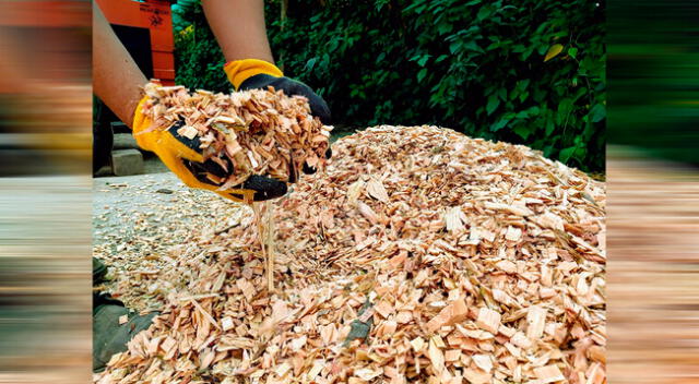 Residuos de madera, ramas, restos de podas, entre otros, sirven para implementar el acolchado ecológico.