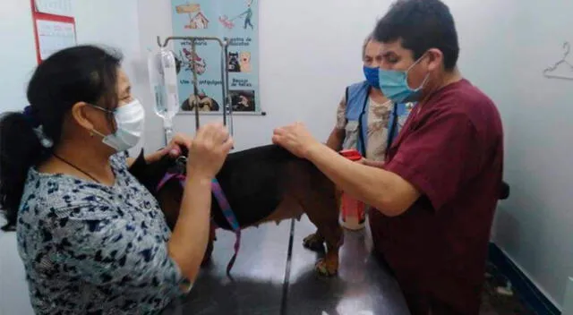 En una esterilización temprana, se previenen las infecciones de úteros y posibles tumores.