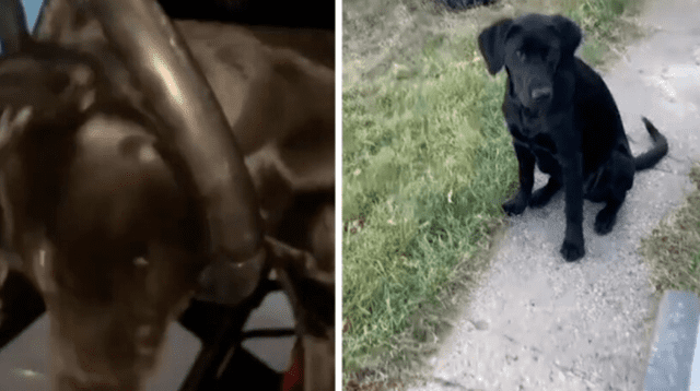 La curiosa travesura del can no tardó en volverse viral en las redes sociales.