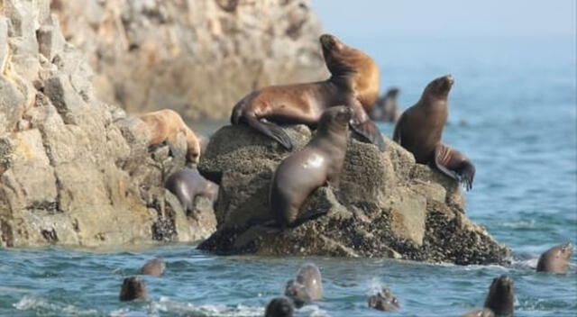 La Reservas nacionales preservan la biodiversidad.