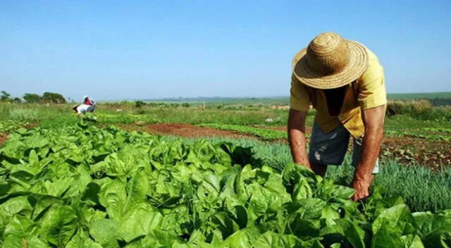 La agricultura es una de las más importantes actividades económicas.