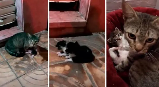 La gatita pidió ayuda al joven y el video se convirtió viral en TikTok