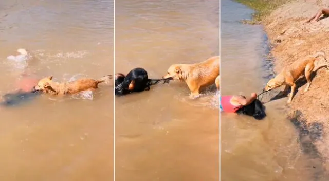 El perrito hizo todo lo posible para salvar a su dueña.