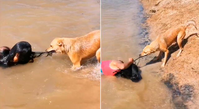 El perrito saltó al río para salvar a su dueña.