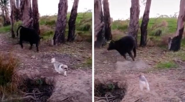 Perrito se enfrenta a toro para que no lo siga persiguiendo