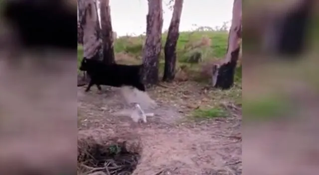 Perrito se enfrenta a toro para que no lo siga persiguiendo