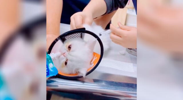 El curioso método de unos veterinarios para que un gato se deje vacunar