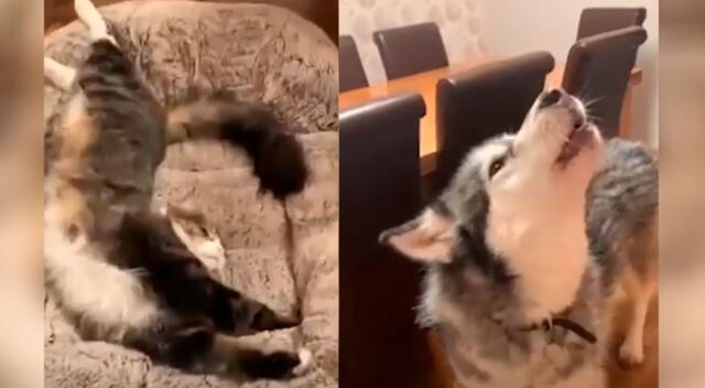 El curioso berrinche de un perrito al ver que el gato está echado en su cama