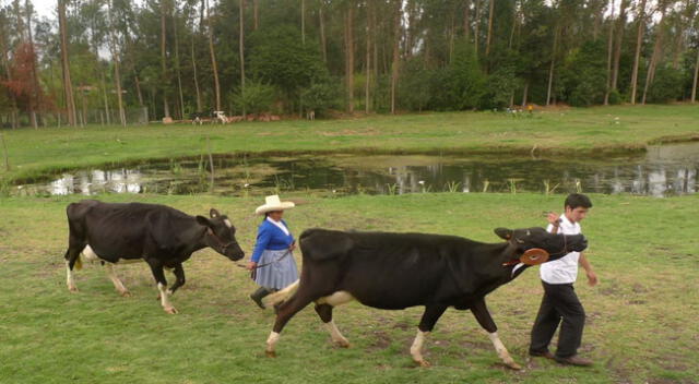 Ganado vacuno.