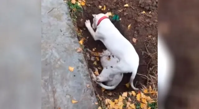 Perrito intenta despertar a su amigo muerto luego de que su dueño lo enterrara