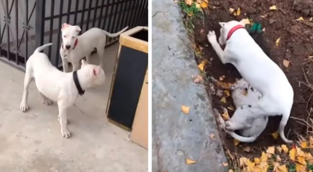 Perrito intenta despertar a su amigo muerto luego de que su dueño lo enterrara