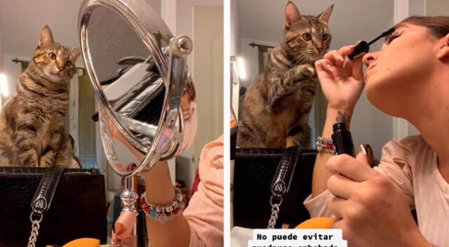 Gato queda ‘embobado’ cada vez que observa a su dueña maquillarse