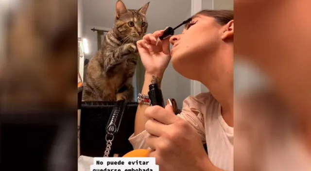 Gato queda ‘embobado’ cada vez que observa a su dueña maquillarse