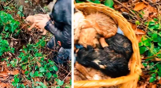 Los perritos fueron rescatados por la joven