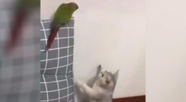 Gatito finge estar en otra cosa al ser descubierto por el loro