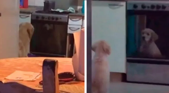 Perro queda hipnotizado al ver su reflejo