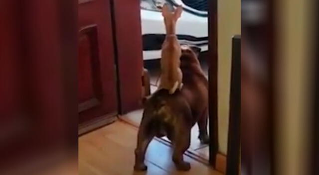 Dos perritos se unieron y el video se volvió viral en YouTube