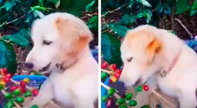 Perrito ayuda sus dueños a trabajar recolectando granos de café