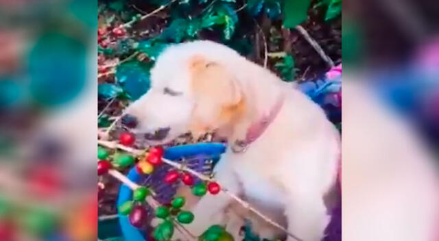 Perrito ayuda sus dueños a trabajar recolectando granos de café