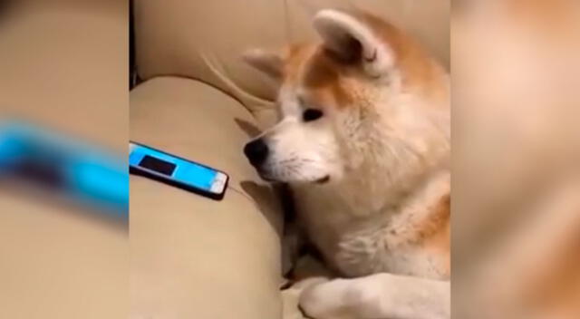 La tierna reacción de un perrito al escuchar la voz de su dueña