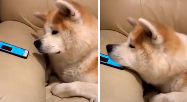 La tierna reacción de un perrito al escuchar la voz de su dueña