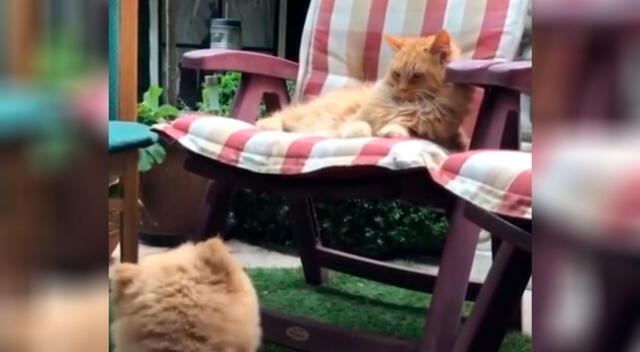 Perro intenta ‘botar’ al gato de su silla favorita