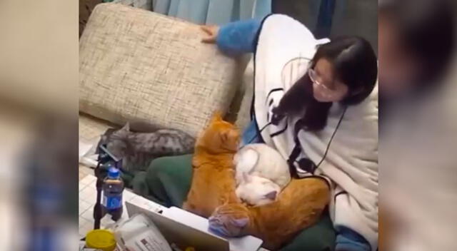 Joven estaba haciendo teletrabajo y sus gatos no tuvieron mejor idea que interrumpirla