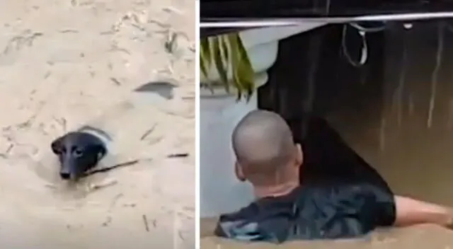 Hombre arriesgó su vida para salvar a un perro atrapado en una inundación