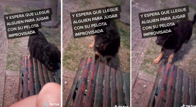 Perrito callejero busca a personas para que jueguen con él con su “pelota”