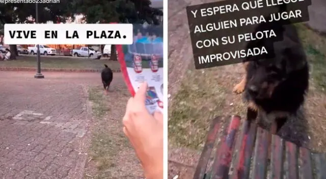 Perrito callejero busca a personas para que jueguen con él con su “pelota”