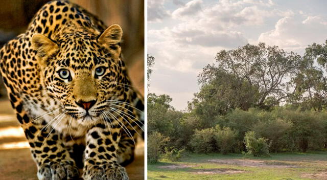 ¿Podrás encontrar al leopardo oculto en la sabana?