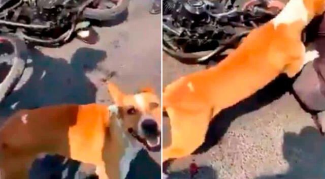 El perrito se unió a los vecinos para darle una golpiza a ladrón.