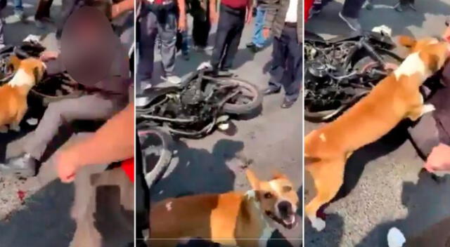 El perrito se unió a los vecinos para darle una golpiza a ladrón.