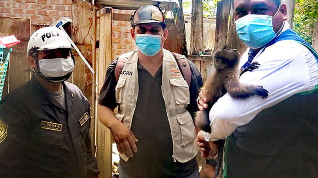 rescatan a mono machín que encontrado enjaulado