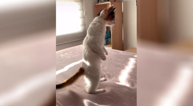 Gato causa asombro en TikTok al poder pararse en dos patas