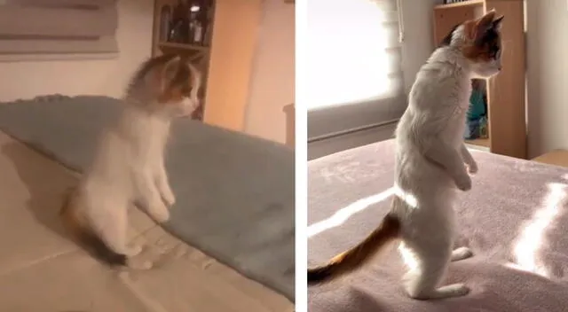 Gato causa asombro en TikTok al poder pararse en dos patas