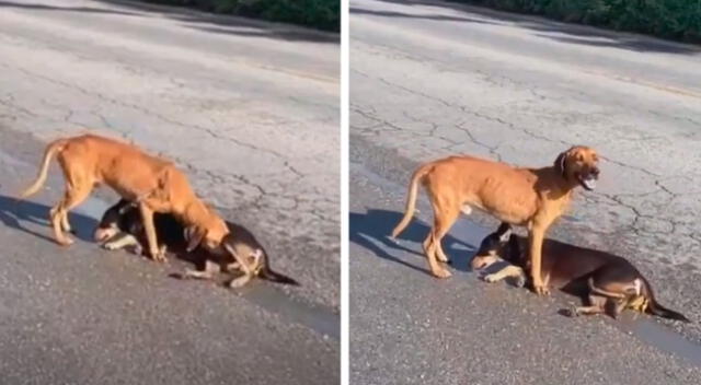 Perrito callejero intenta reanimar a su ‘amigo’ que acababa de ser atropellado