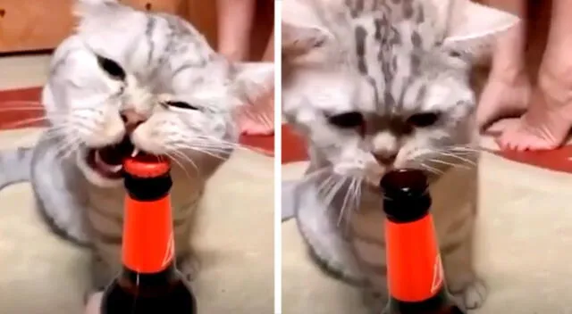 Gatito destapa una botella con los dientes