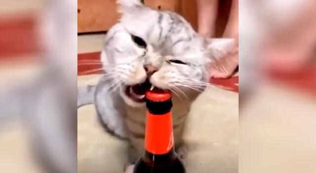 Gatito destapa una botella con los dientes