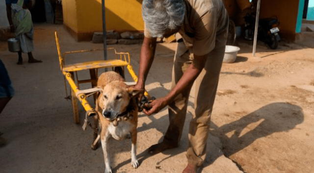 Perrito se gana los aplausos de sus vecinos.