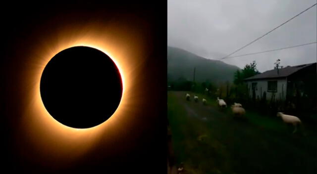 En el video viral se ven a las ovejas que se dirigieron rápidamente a sus corrales mientras las tinieblas cubrían el cielo en Caburgua, en Chile.