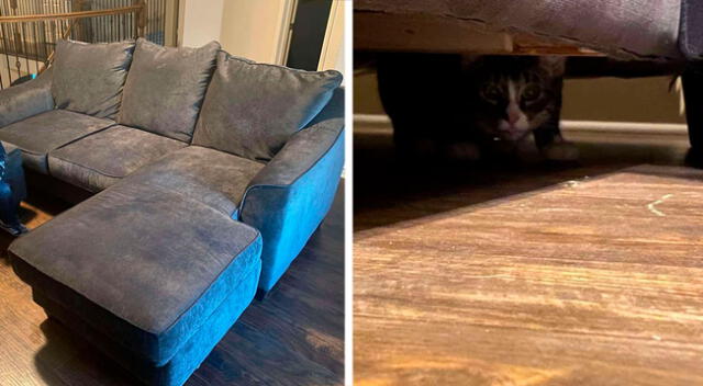 Mujer compra un mueble usado y descubre que tenía un gato adentro