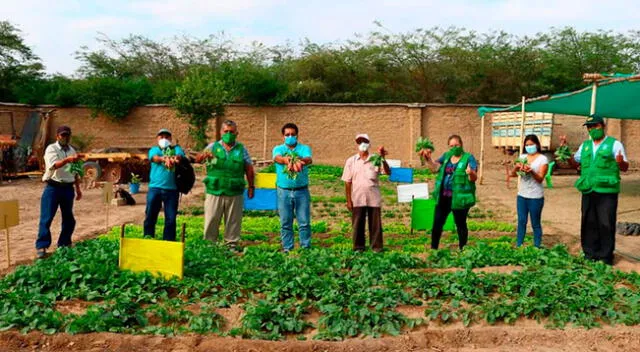 29 asociaciones y un total de 3.429 productores de diversos distritos de la región se beneficiaron con 58 biohuertos; la preparación de 58 tanques de biol de 200 litros cada uno; y la instalación de 45 camas compost.