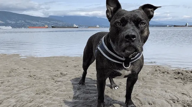 Miles de usuarios en YouTube han quedado encantados con la tierna cachorra que le gusta la playa.